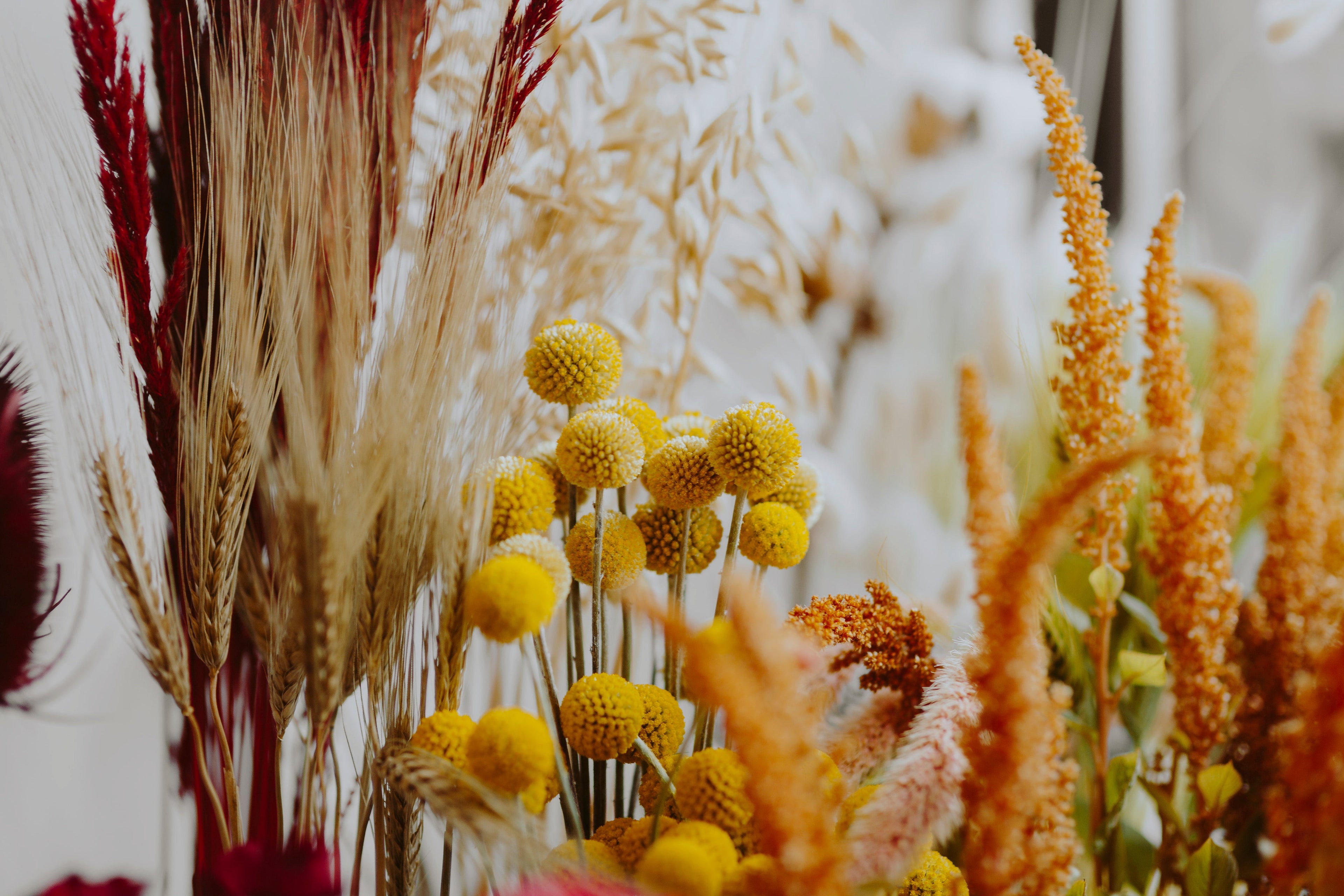 Fleurs séchées
