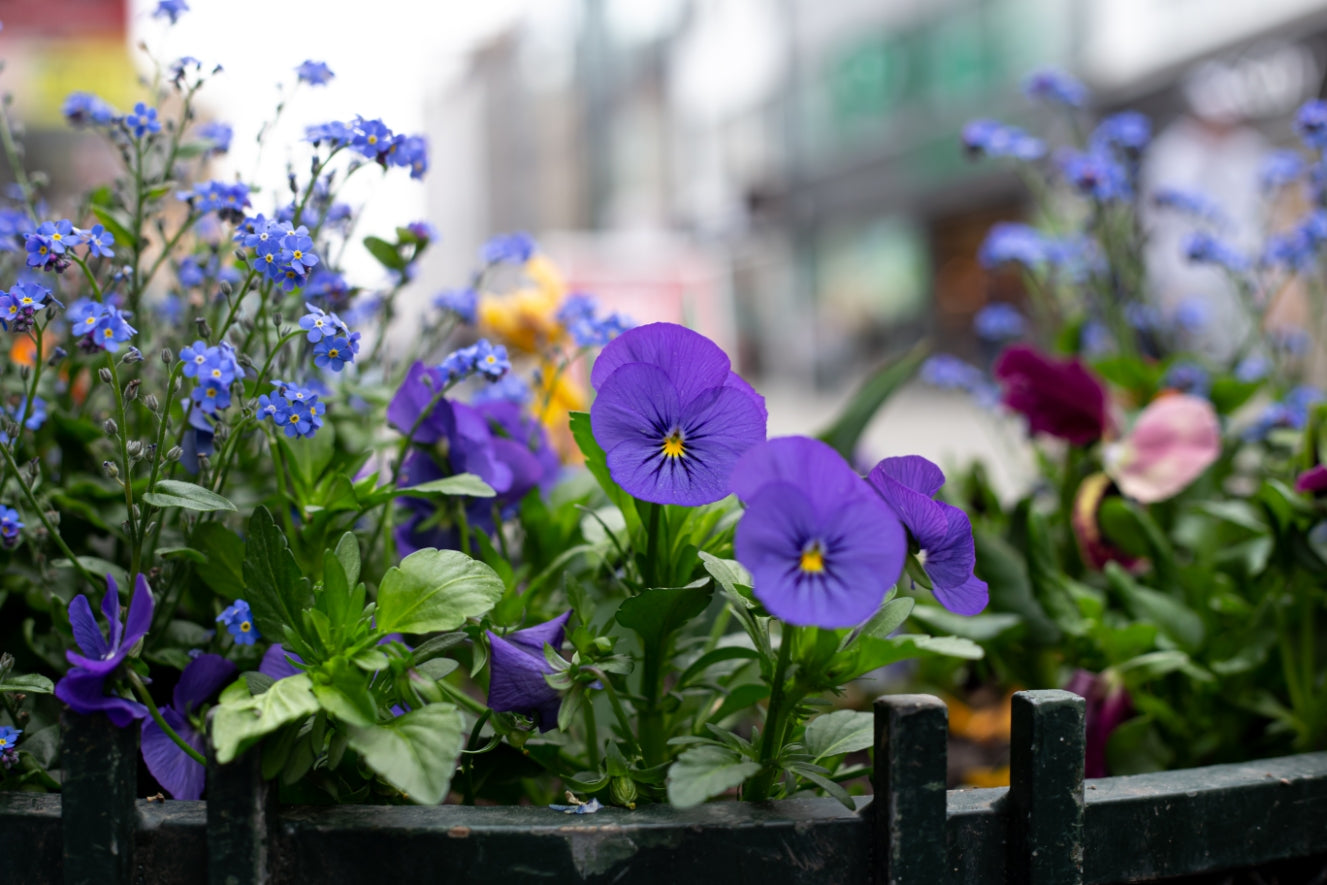 Fleurs dans une terrasse parisienne