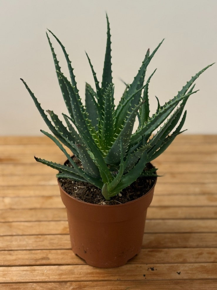 Aloe Vera - Soin Végétal