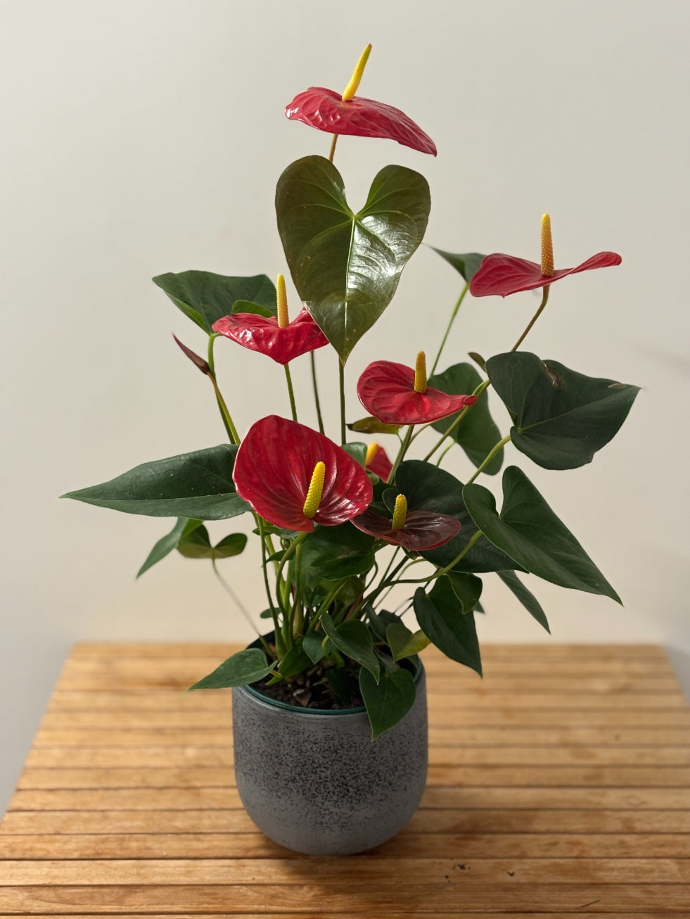 Anthurium - Élégance Écarlate