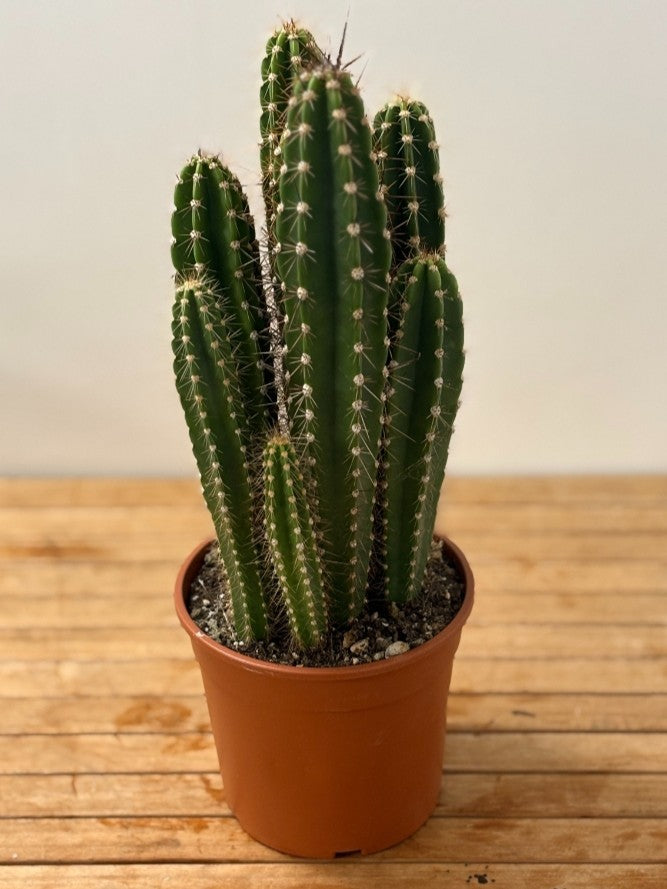 Cactus - Beauté du Désert