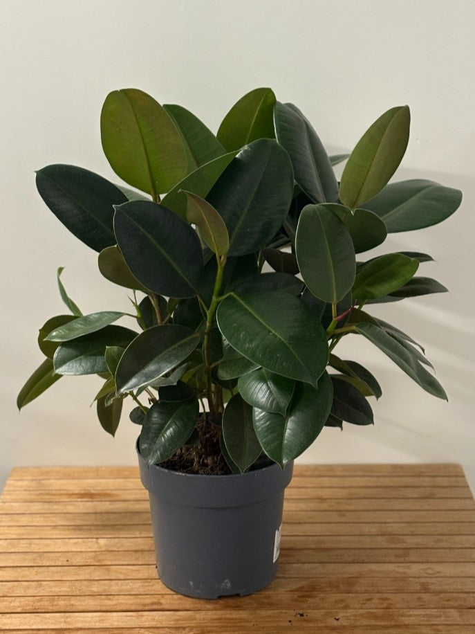 Ficus Lyrata - Le Majestueux