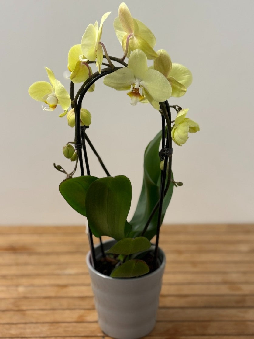 Plante Orchidée intérieur