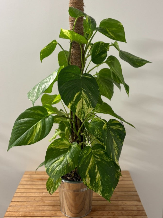 Plante Pothos Doré - Cascade de Verdure