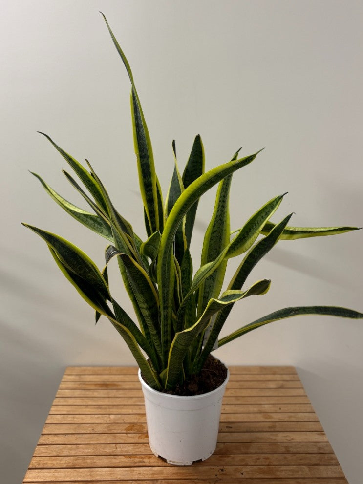 Sansevieria - L'élégance Robuste