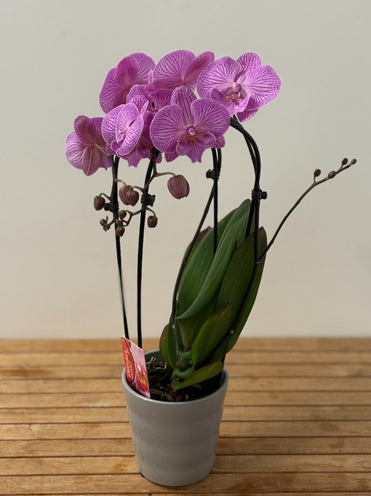 Plante Orchidée intérieur